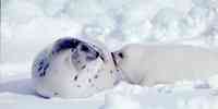 

Harp seal with whitecoat