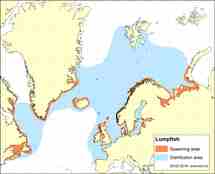 lumpfish