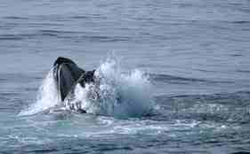Humpback whale.