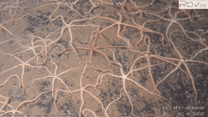 Mange slangestjerner under vann